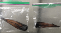 Washington restaurant owner sentenced after trafficking bear gall bladders