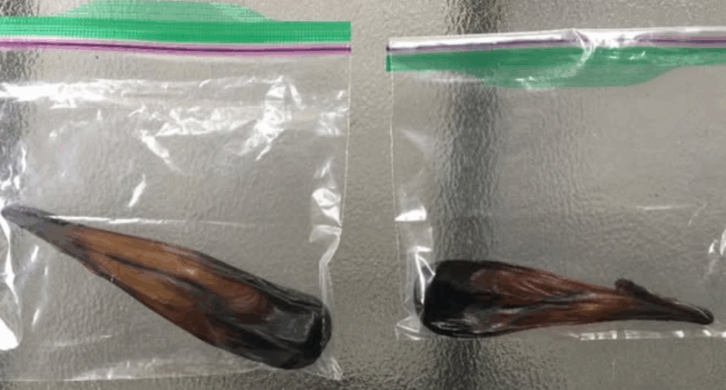 Washington restaurant owner sentenced after trafficking bear gall bladders