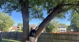 Watch: Indiana animal control officers save husky from tree