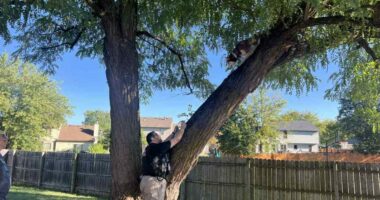 Watch: Indiana animal control officers save husky from tree