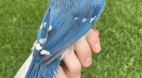 What's a 'Grue Jay'? Introducing the new hybrid love child of the Blue and Green Jays