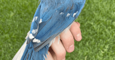 What's a 'Grue Jay'? Introducing the new hybrid love child of the Blue and Green Jays