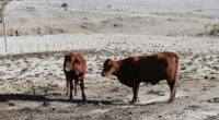 Cattle on a drought-affected farm in New South Wales, Australia, on August 26, 2019. An unprecedented water shortage meant more than a dozen small towns faced a "day zero."	