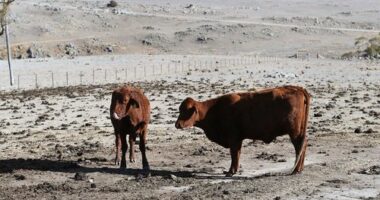 Cattle on a drought-affected farm in New South Wales, Australia, on August 26, 2019. An unprecedented water shortage meant more than a dozen small towns faced a "day zero."	