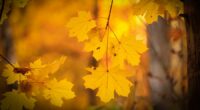 Who needs Lovers Lane? Survey reveals 3 most romantic fall drives in Tennessee