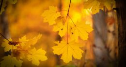 Who needs Lovers Lane? Survey reveals 3 most romantic fall drives in Tennessee