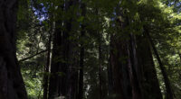 Why Apple is investing in a California redwood forest
