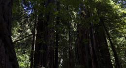 Why Apple is investing in a California redwood forest