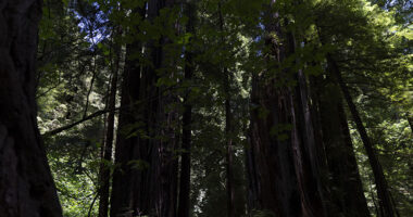 Why Apple is investing in a California redwood forest