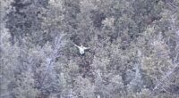 YouTube challenge contestant rescued from Michigan woods