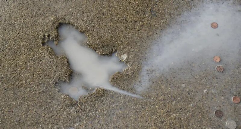 'Chicago Rat Hole' is not imprint of rat, study suggests