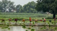 Farmers plant rice saplings in a waterlogged paddy field in Uttar Pradesh on July 12, 2025.