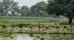 Farmers plant rice saplings in a waterlogged paddy field in Uttar Pradesh on July 12, 2025.