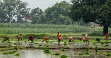 Farmers plant rice saplings in a waterlogged paddy field in Uttar Pradesh on July 12, 2025.
