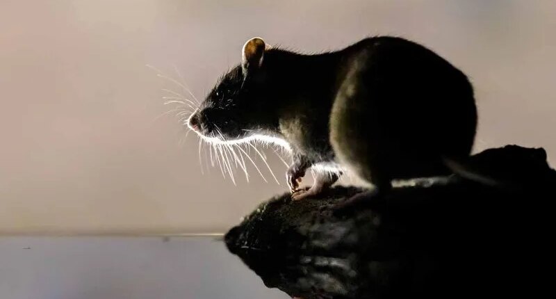 A new city has been crowned the 'rattiest' in the US