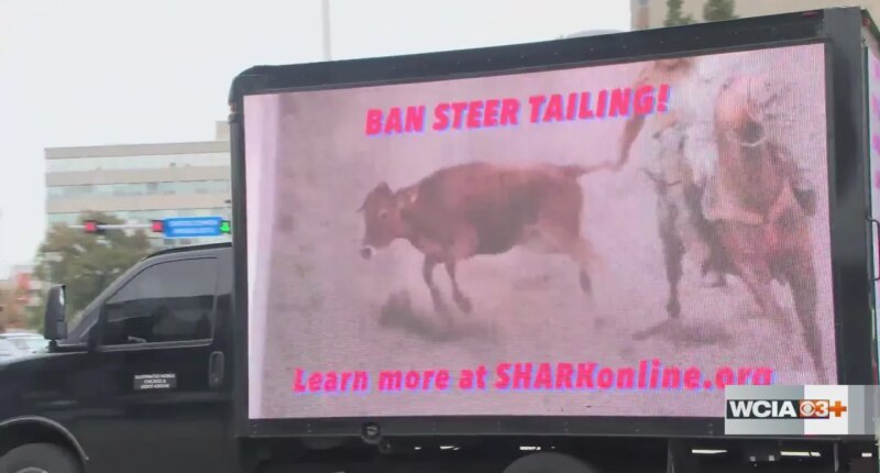 Animal rights group brings TV Truck to Illinois Capitol, urges ban on bovine tailing