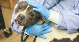 Animal shelters PAWS Chicago, Humane Indiana desperate for fosters, overwhelmed with surrendered and abandoned dogs and cats