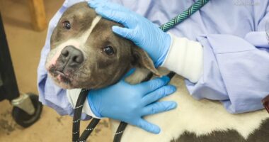 Animal shelters PAWS Chicago, Humane Indiana desperate for fosters, overwhelmed with surrendered and abandoned dogs and cats