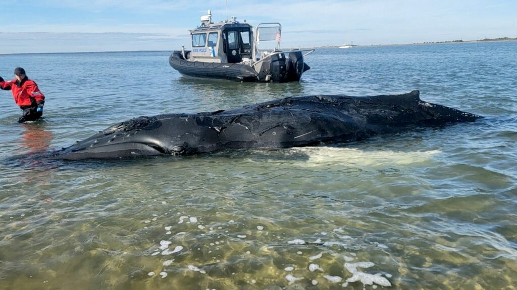 Baby humpback whale meets tragic end off New Jersey coast in suspected propeller strike