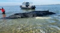 Baby humpback whale meets tragic end off New Jersey coast in suspected propeller strike