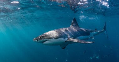 Beach bliss turns chaotic as shark lunges at snorkeler: 'He could have ripped my arm off'