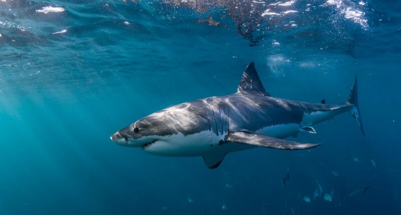 Beach bliss turns chaotic as shark lunges at snorkeler: 'He could have ripped my arm off'