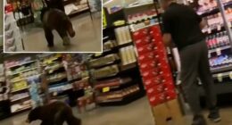 Bear walked into southern Arizona grocery store and ran around for a few minutes
