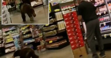 Bear walked into southern Arizona grocery store and ran around for a few minutes