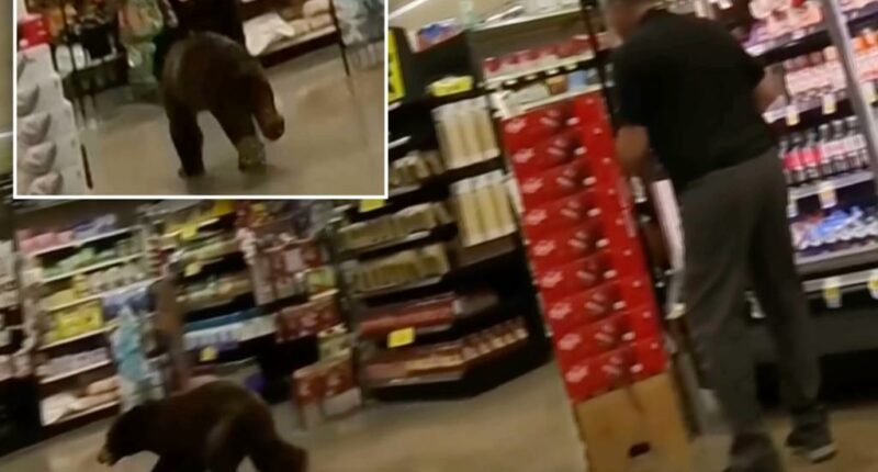 Bear walked into southern Arizona grocery store and ran around for a few minutes