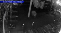 Bears break into Colorado gym, drink protein shakes