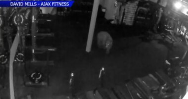 Bears break into Colorado gym, drink protein shakes