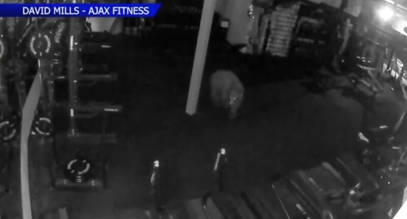 Bears break into Colorado gym, drink protein shakes