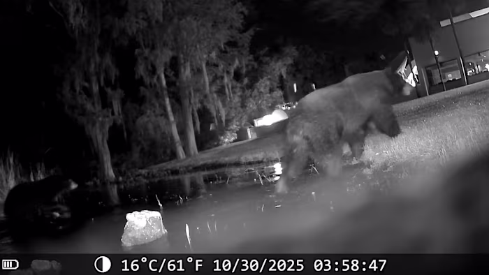 Beary special guests caught on News 6 trail cam. What to do if you have bears in your backyard