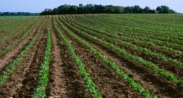 Bioasphalt could be the savior of soybean farmers