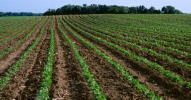 Bioasphalt could be the savior of soybean farmers