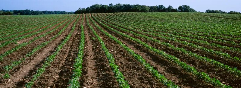 Bioasphalt could be the savior of soybean farmers