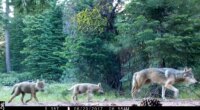 FILE - This remote camera image provided by the U.S. Forest Service shows a female gray wolf and two of the three pups born in 2017 in the wilds of Lassen National Forest in northern California on June 29, 2017. (U.S. Forest Service via AP, File)