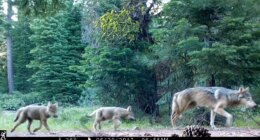 FILE - This remote camera image provided by the U.S. Forest Service shows a female gray wolf and two of the three pups born in 2017 in the wilds of Lassen National Forest in northern California on June 29, 2017. (U.S. Forest Service via AP, File)