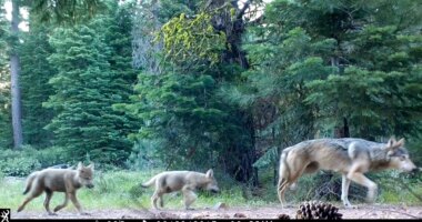 FILE - This remote camera image provided by the U.S. Forest Service shows a female gray wolf and two of the three pups born in 2017 in the wilds of Lassen National Forest in northern California on June 29, 2017. (U.S. Forest Service via AP, File)