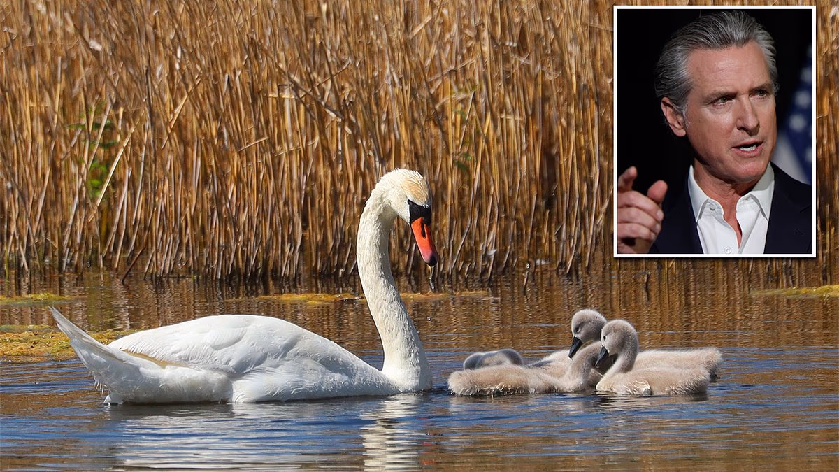 Californians urged to take up arms to deal with 'destructive' species
