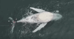 A young humpback whale has been found dead tangled in shark nets south of Sydney.