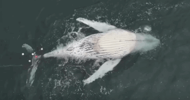 A young humpback whale has been found dead tangled in shark nets south of Sydney.