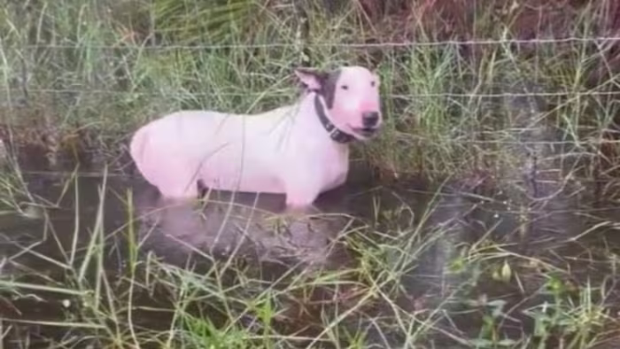 Charges dropped against Florida pet owner accused of leaving dog tied to fence on I-75 before Hurricane Milton