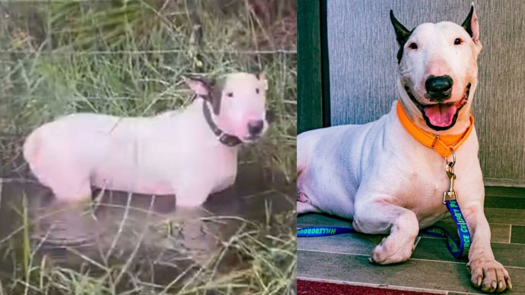 Charges dropped against man accused of leaving dog tied up on I-75 during Milton