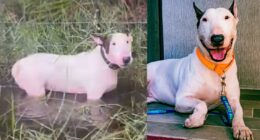 Charges dropped against man accused of leaving dog tied up on I-75 during Milton