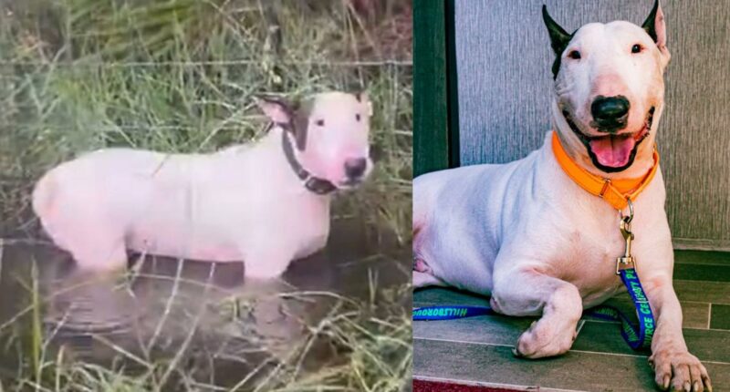Charges dropped against man accused of leaving dog tied up on I-75 during Milton