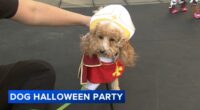 Chicago Halloween events: Pet costumes on display at 38th Annual Streeterville Dog Halloween Party at Museum of Contemporary Art