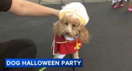 Chicago Halloween events: Pet costumes on display at 38th Annual Streeterville Dog Halloween Party at Museum of Contemporary Art