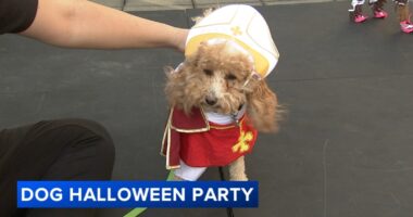 Chicago Halloween events: Pet costumes on display at 38th Annual Streeterville Dog Halloween Party at Museum of Contemporary Art