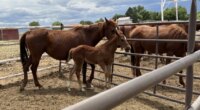 Colorado man has 84 animal cruelty charges upgraded to felonies